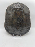 turtle shell