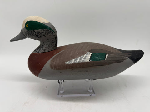 Widgeon drake