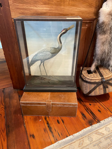 Grey heron in glass case