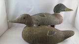 Hudson Mallard pair