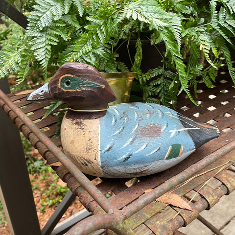 green winged teal