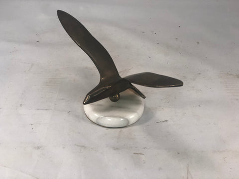 Beautiful tiny bronze gull